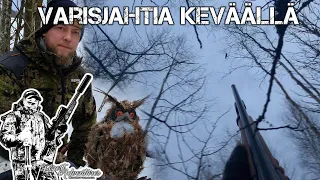 Varisjahtia keväällä