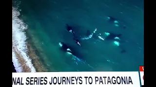 Journey To Patagonia Killer Whales Hunting Seals
