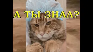 Как мыть МЕЙН-КУНА🐈🐈🐈? Первое купание 💦💦💦