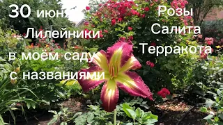 30 июня.Лилейники у меня в саду(с названиями)Розы Салита и Терракота.