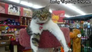 Very Funny Cats 49