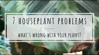 Common houseplant problems and solutions