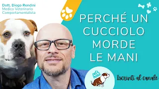 Cucciolo che morde le mani: 3 errori da non fare e 3 consigli pratici