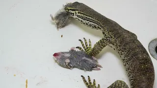 Argus Monitor chows down on some hamsters