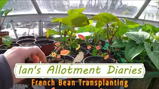 French Bean Transplanting