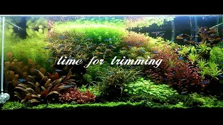 HOW TO TRIM PLANTED AQUARIUM