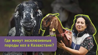 Выпуск #13 | Как бухгалтер развивает козоводство в Казахстане? | Гоу на ферму