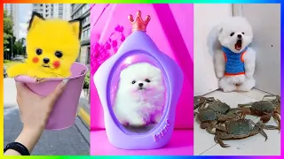 Tik Tok Chó Phốc Sóc Mini 😍 New Funny and Cute Pomeranian 🐕 #455