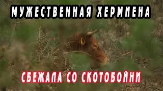 Героическая корова сбежала со скотобойни и укрывается с тех пор в лесу