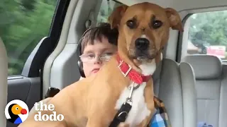 Rescue Pittie Helps Her Brother Start Talking | The Dodo Pittie Nation