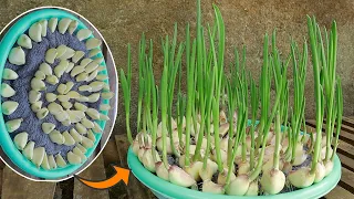 Tips for growing garlic with a towel and water at home [No soil]