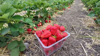 🍓Новинка на нашем участке - клубника Сандра. Ранний сорт (КСД). 🍓