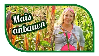 Mais anbauen 🌽 Indianerbeet Milpa anlegen 🌽 Zuckermais im Garten