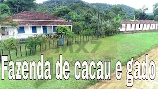 Fazenda de 205 Hectares. Cacau e pecuária R$ 3.075.000,