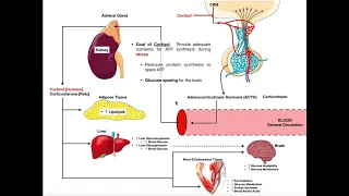 Specific Hormones | Functions of Cortisol