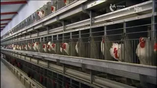 Brüten für den Weltmarkt - Das Hühnerimperium an der Nordsee