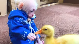Bibi helps Dad take care of Ducklings