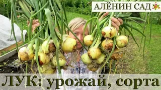 Лучшие сорта ОЗИМОГО ЛУКА / Сбор урожая лука / Когда убирать лук / Пероноспороз лука