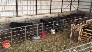 EnduraGate Setup Demonstration for Calving