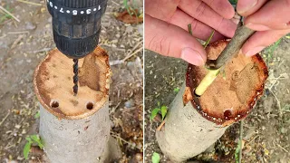 Gardening | How to graft branches with a battery drill