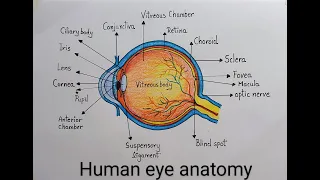 How to draw Human Eye diagram drawing step by step l Drawing of labeled diagram of Human Eye easily