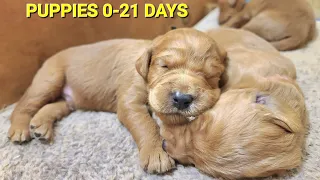 Cutest Newborn Baby Puppies: Birth To 3 Weeks | Cute Newborn Puppy Video