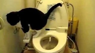 Funny Story10 Самые забавные Cat Видео