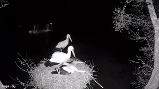 Притворилась неживой и снесла яйцо в чужом гнезде!😧🥚🤔 / Белые Луга в Беларуси