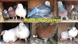 Mere Ghar K Kabootar ki Breeding Progress🤩 || My 🕊️Pigeon Breeding Progress || Bacche Hi Bacche
