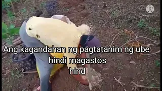 Conservation Agriculture in the Philippines | Organic Farming : Documentary  Organic Cagayan Valley