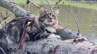 Лев на реке слушает птичье пение