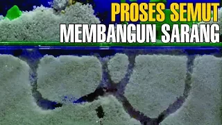 KAMU HARUS LIHAT ! Proses Semut Membangun Sarangnya | Fakta Unik