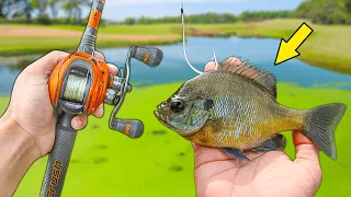 Fishing w/ LIVE BAIT for BIG BASS!