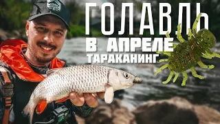 ГОЛАВЛЬ В АПРЕЛЕ! День DUO Koninmushi. ТАРАКАНИНГ. Рыбалка на спиннинг.