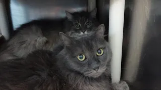 «Мы друг без друга никуда!» Две старенькие кошки не захотели расставаться и вместе нашли новый дом!