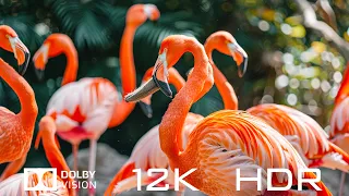 Top 1000 Beautiful Animals In Dolby Vision 12K HDR 120fps - Relaxing Piano Music