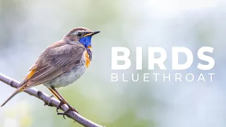 Bird Photography in the Norwegian Mountains | Bird Photography 800mm | Hardangervidda National Park