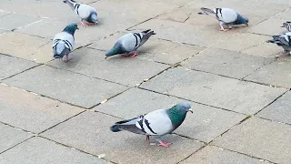 #Nature lovers #pigeon #new #italy #nature