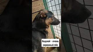 Таким трусишкам очень тяжело в приюте. #dog