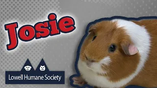 Adoptable Pet of the Week - Josie