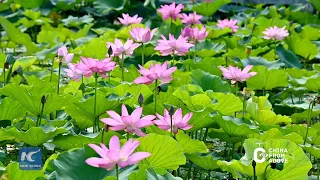 China From Above | Lotus flowers in full bloom