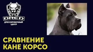 О породе Кане-Корсо | Сравнение двух совершенно разных особей | Что нужно знать перед покупкой Корсо