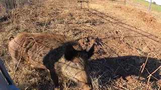 Caught us a Hoggy boy on the home place. trapping wild hogs with Muddyfeet