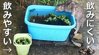 【何故？】我が家に居付いている野良猫達の水飲み方法がおかしいと感じた日