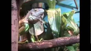 Zhunamis Iguanas / Grüne Leguane (english sub)