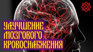 Как улучшить кровоснабжение головного мозга. Всего 2 травы для мозгового кровообращения