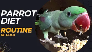 Parrot Healthy Food || 3 month parrot food  #parrotfood #parrotdiet #alexanderparrot