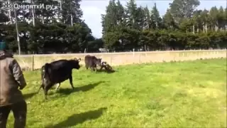 они пытались забрать теленка