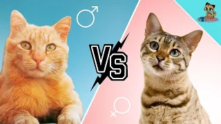 Katze vs. Kater : Die KRASSEN Unterschiede (MUSST du wissen) ✅