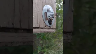 Honey bee swarm catch number 44 of 2024